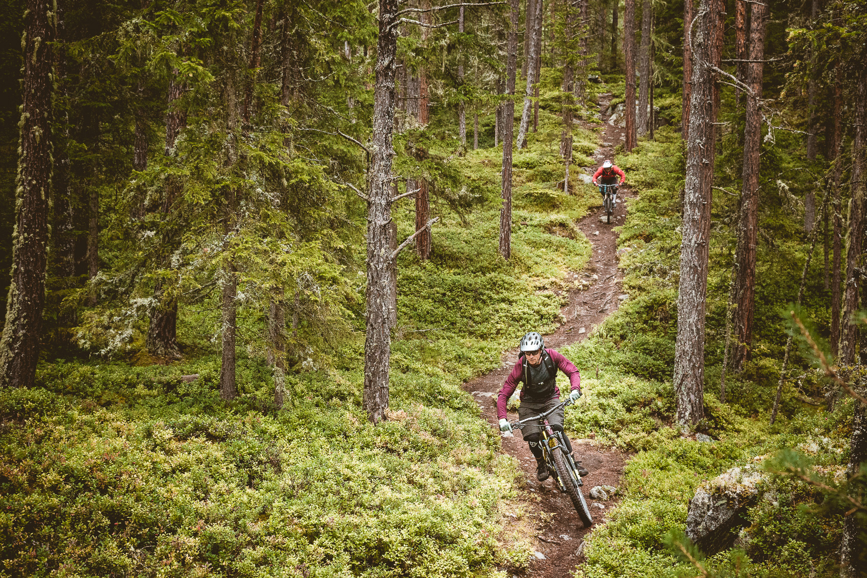 Zwei Mountainbiker auf einem schmalen Waldpfad, umgeben von dichten Bäumen und grünen Büschen, fahren bergauf. Das Bild zeigt das Mountainbiken in einer natürlichen Waldumgebung.