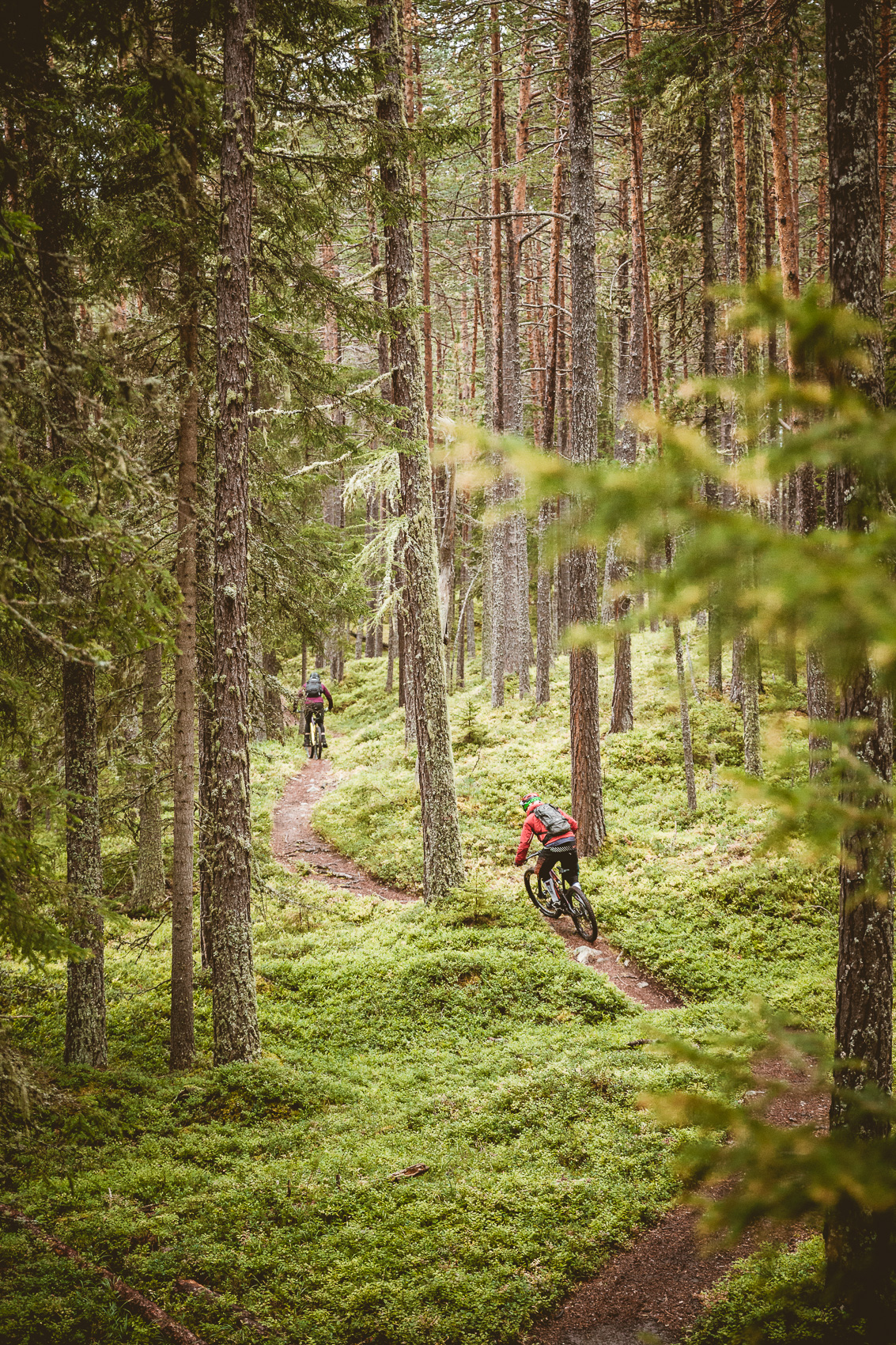 Zwei Mountainbiker fahren auf einem kurvigen Trail durch einen dichten, moosbewachsenen Nadelwald. Die Szene zeigt dynamisches Mountainbiken in einer natürlichen Waldumgebung.