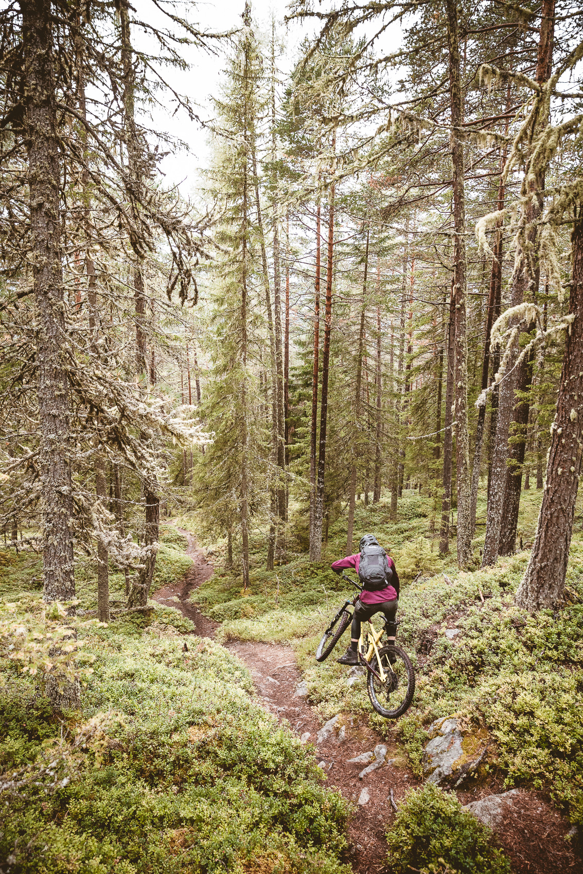 Eine Person fährt Mountainbike auf einem schmalen Waldpfad durch einen dichten, moosbewachsenen Nadelwald. Die Szene zeigt dynamisches Mountainbiken in unberührter Natur.